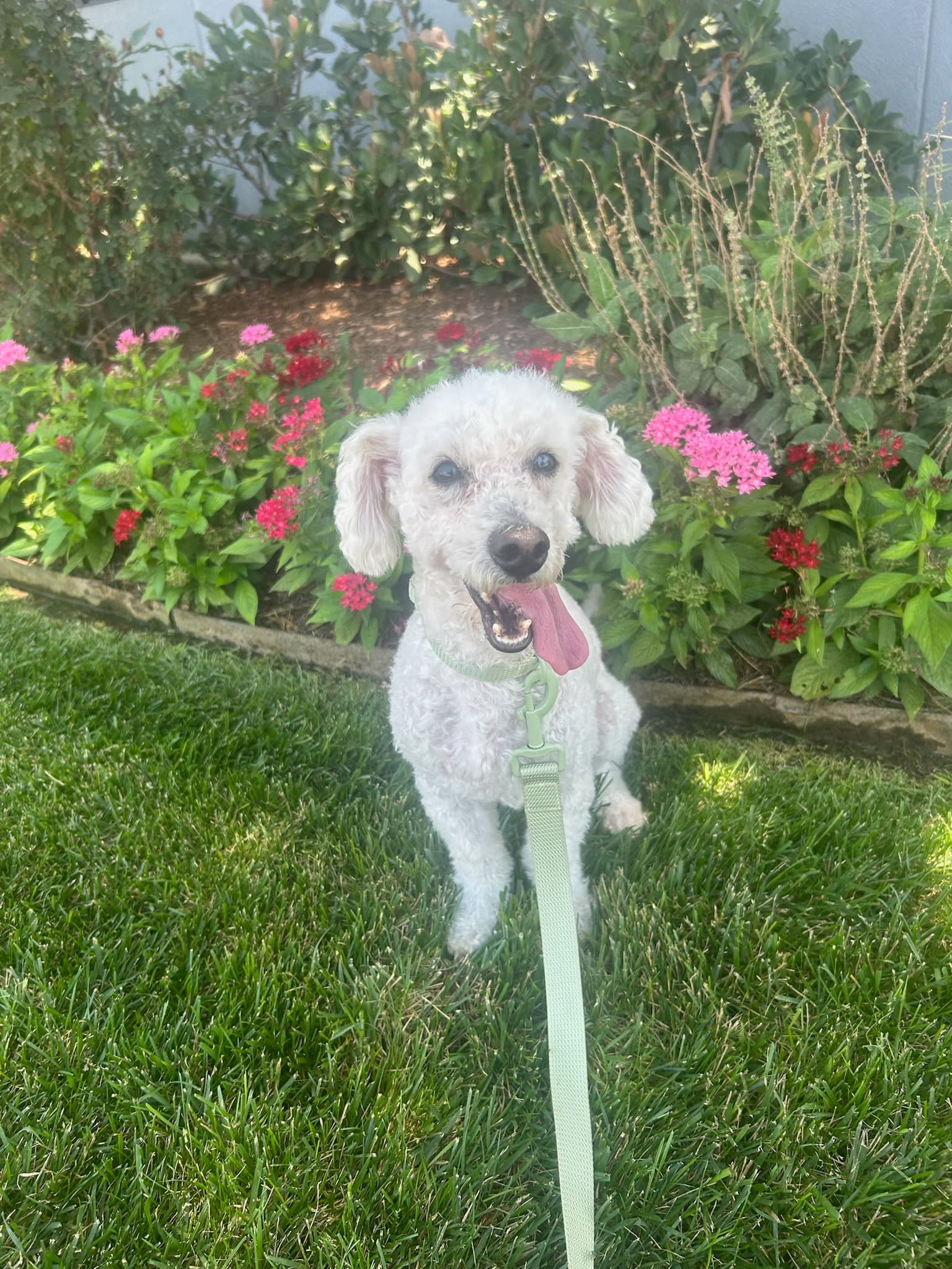 Foster Me - Krypto - Poodle (Miniature)
