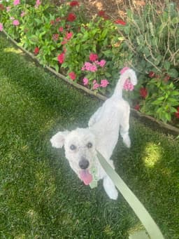 Foster Me - Krypto image 2