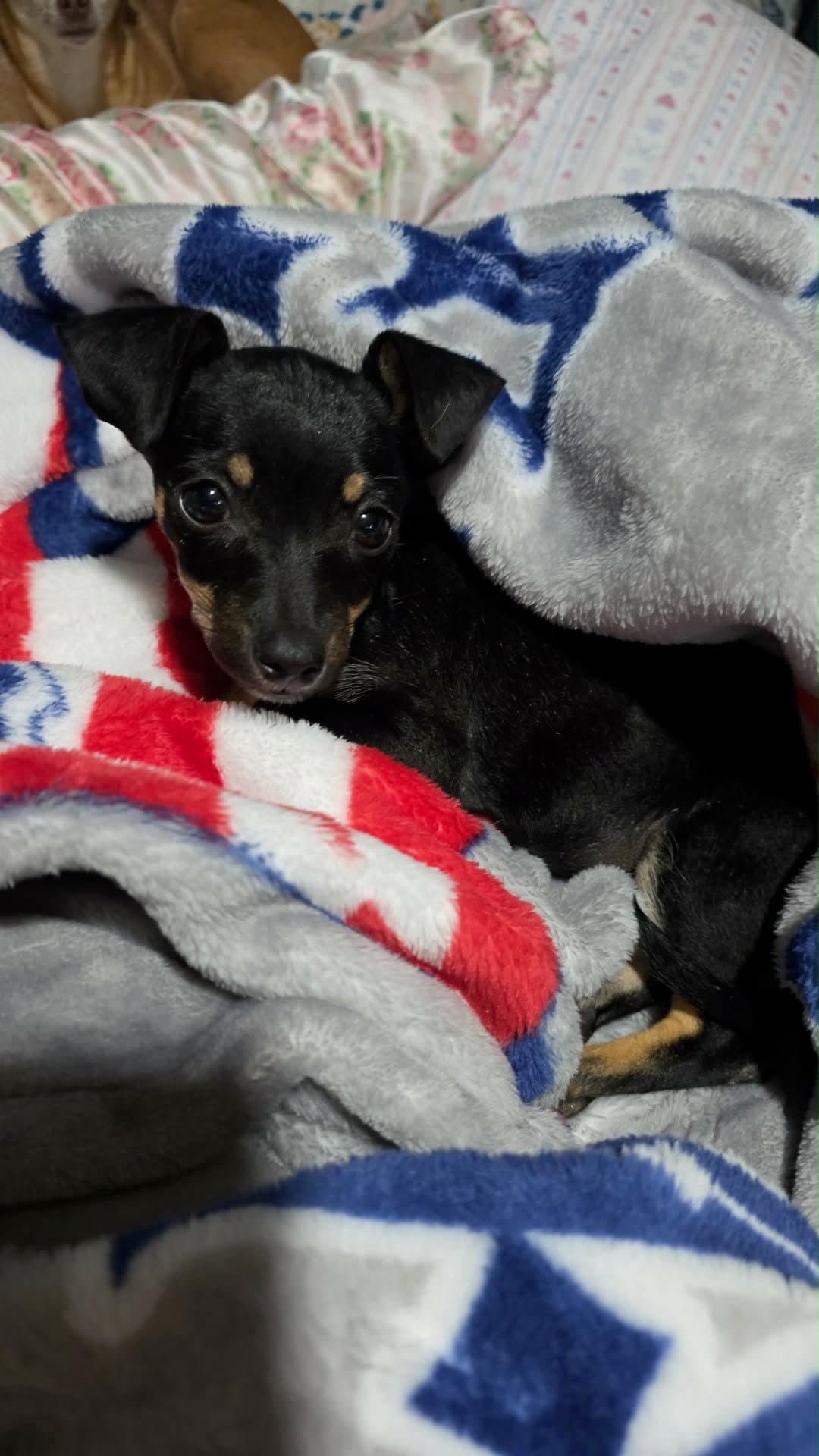 Foster Me - Maggie - Miniature Pinscher