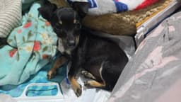 Foster Me - Maggie image 3