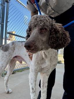 Sponsor Or Foster Me - Timber image 1