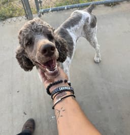 Sponsor Or Foster Me - Timber image 2