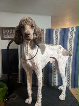 Sponsor Or Foster Me - Timber image 3