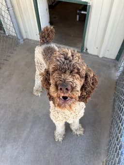 Sponsor Or Foster Me - Timber image 4