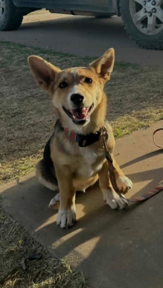 Foster Me - Birdie - Corgi