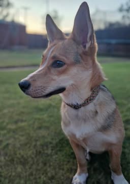 Foster Me - Birdie image 3