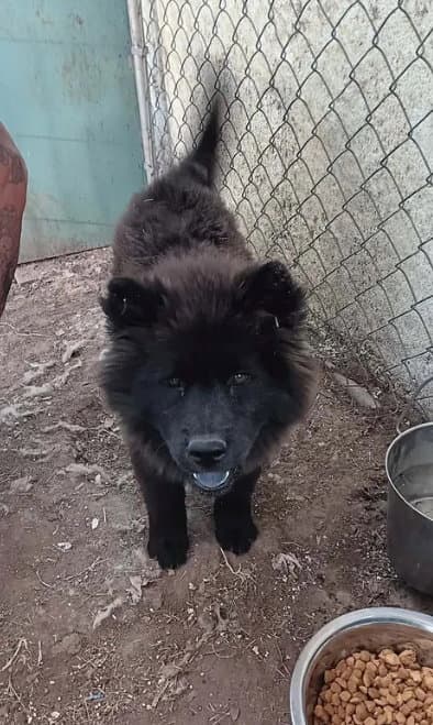 Foster Me - Ashlee - Chow Chow