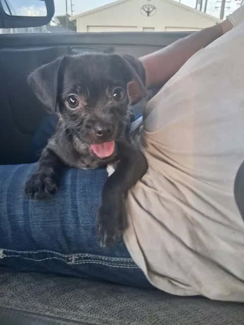 Sponsor Or Foster Me - Button - Terrier