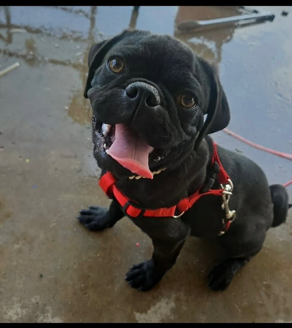 Sponsor Or Foster Me - Tug - Pug