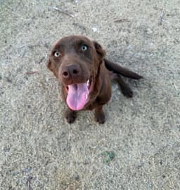 Sponsor Or Foster Me - Canela image 1