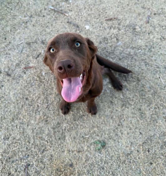 Sponsor Or Foster Me - Canela - Labrador Retriever