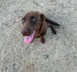 Sponsor Or Foster Me - Canela image 2