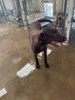 Sponsor Or Foster Me - Canela image 3
