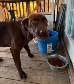 Sponsor Or Foster Me - Canela image 4