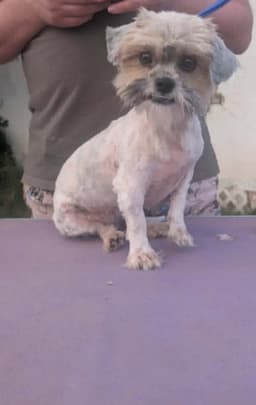 Sponsor Or Foster Me - Penny image 2