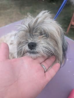 Sponsor Or Foster Me - Penny image 3