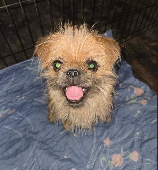 Sponsor Or Foster Me - Whirley - Brussels Griffon