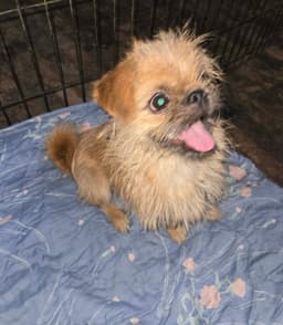 Sponsor Or Foster Me - Whirley image 2