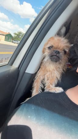 Sponsor Or Foster Me - Whirley image 3