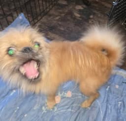 Sponsor Or Foster Me - Whirley image 4