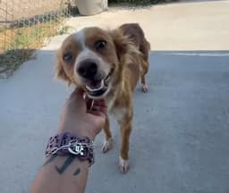 Sponsor Or Foster Me - Chimmy image 2