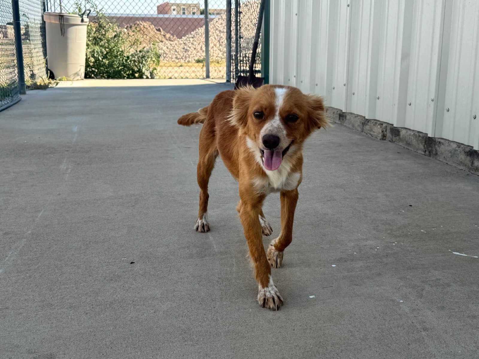 Sponsor Or Foster Me - Chimmy - Papillon