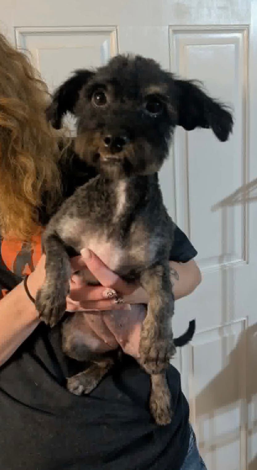 Sponsor Or Foster Me - Strawberry - Poodle (unknown type)
