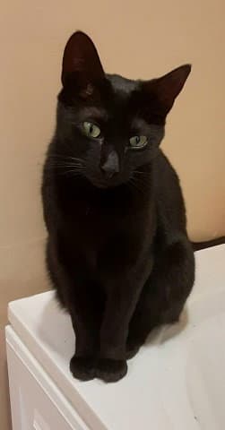 Ripley - Domestic Short Hair