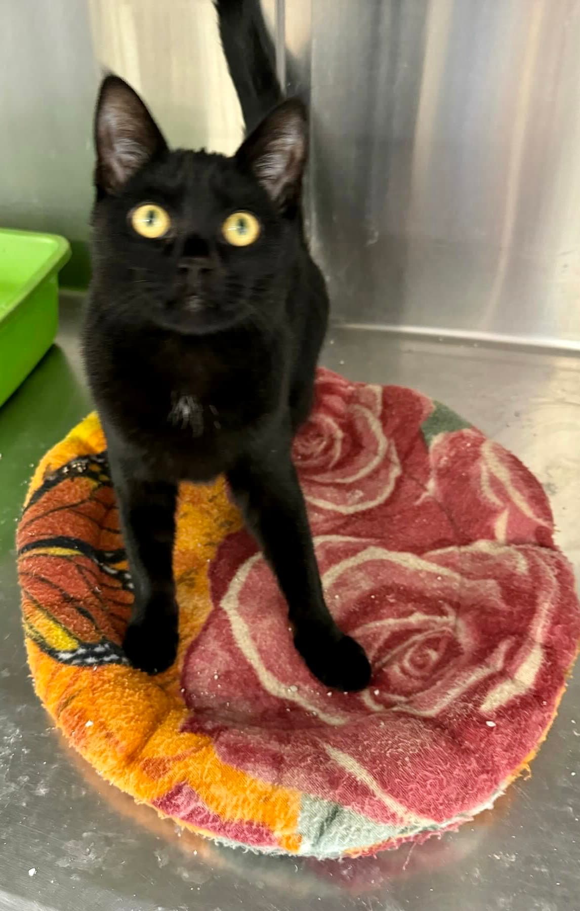 Leslie - Domestic Short Hair