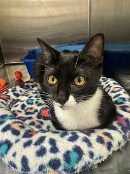 Lyla image 2
