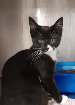Brandy - Domestic Short Hair