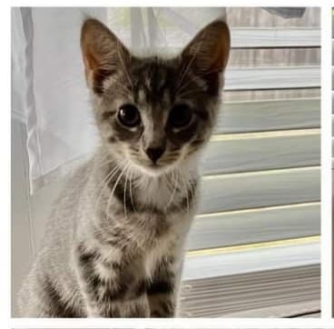 Bobbi - Domestic Short Hair