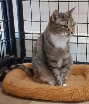 Roxy - Domestic Short Hair