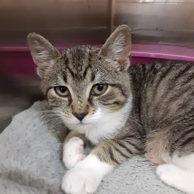 Billy - Domestic Short Hair