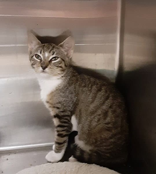 Brooks - Domestic Short Hair