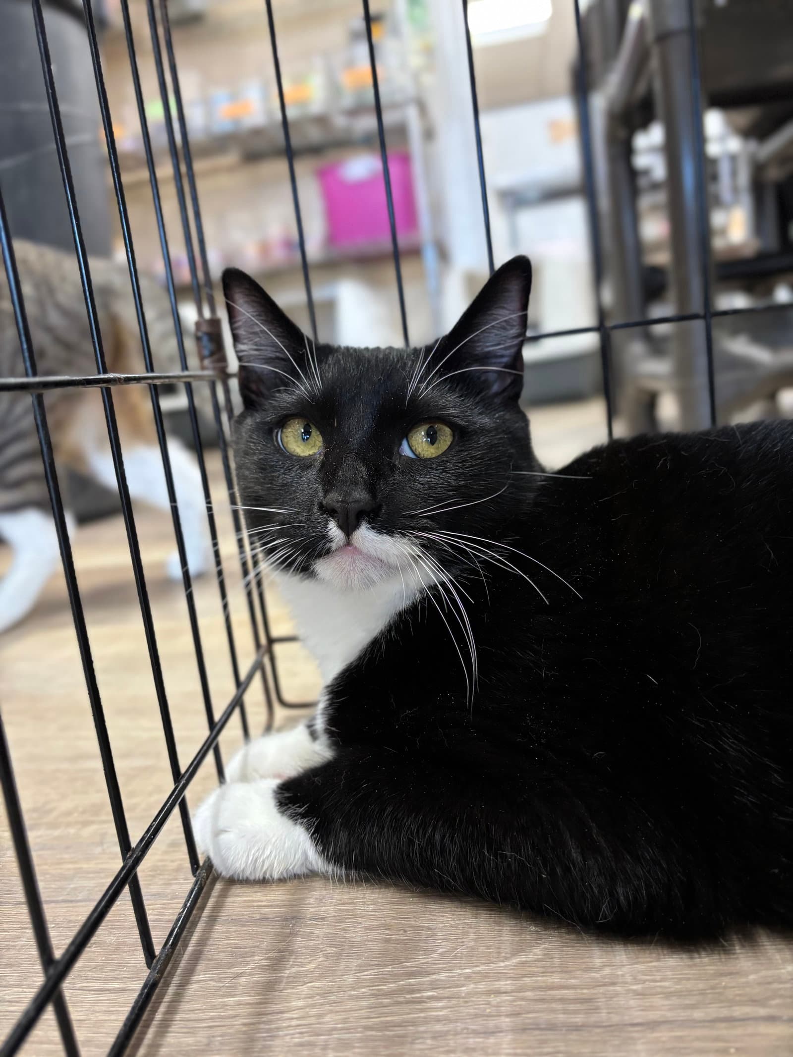 Carson - Domestic Short Hair