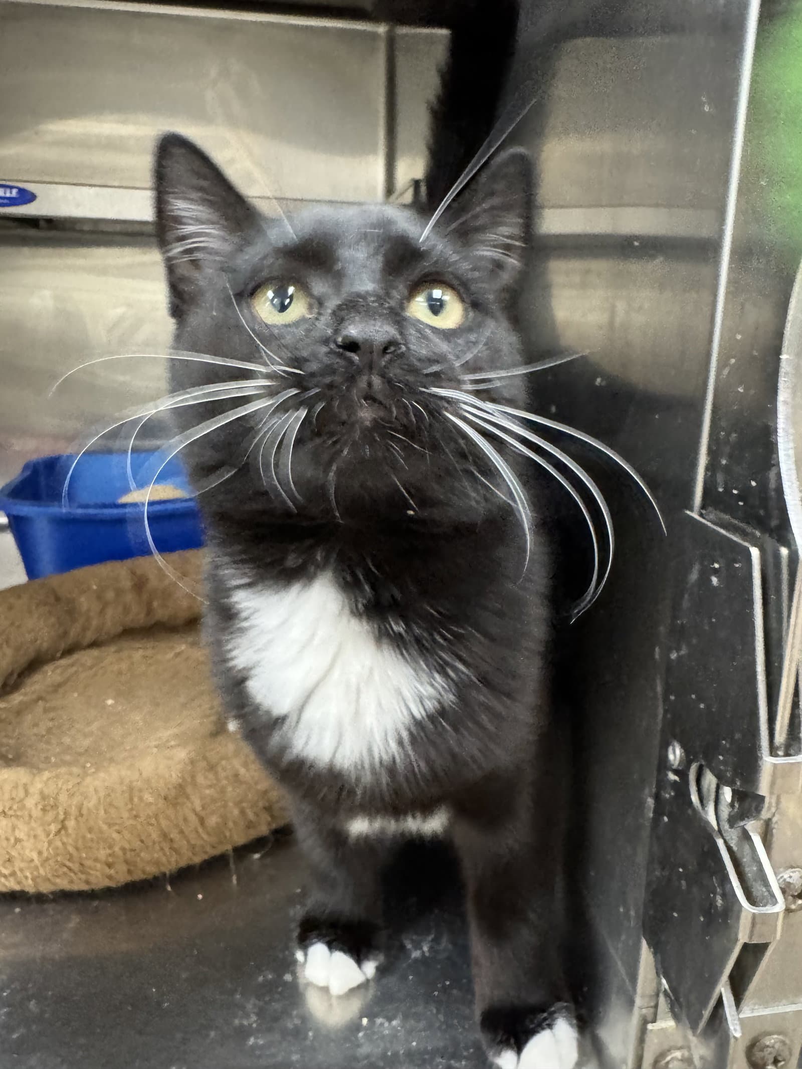 Piper - American Shorthair