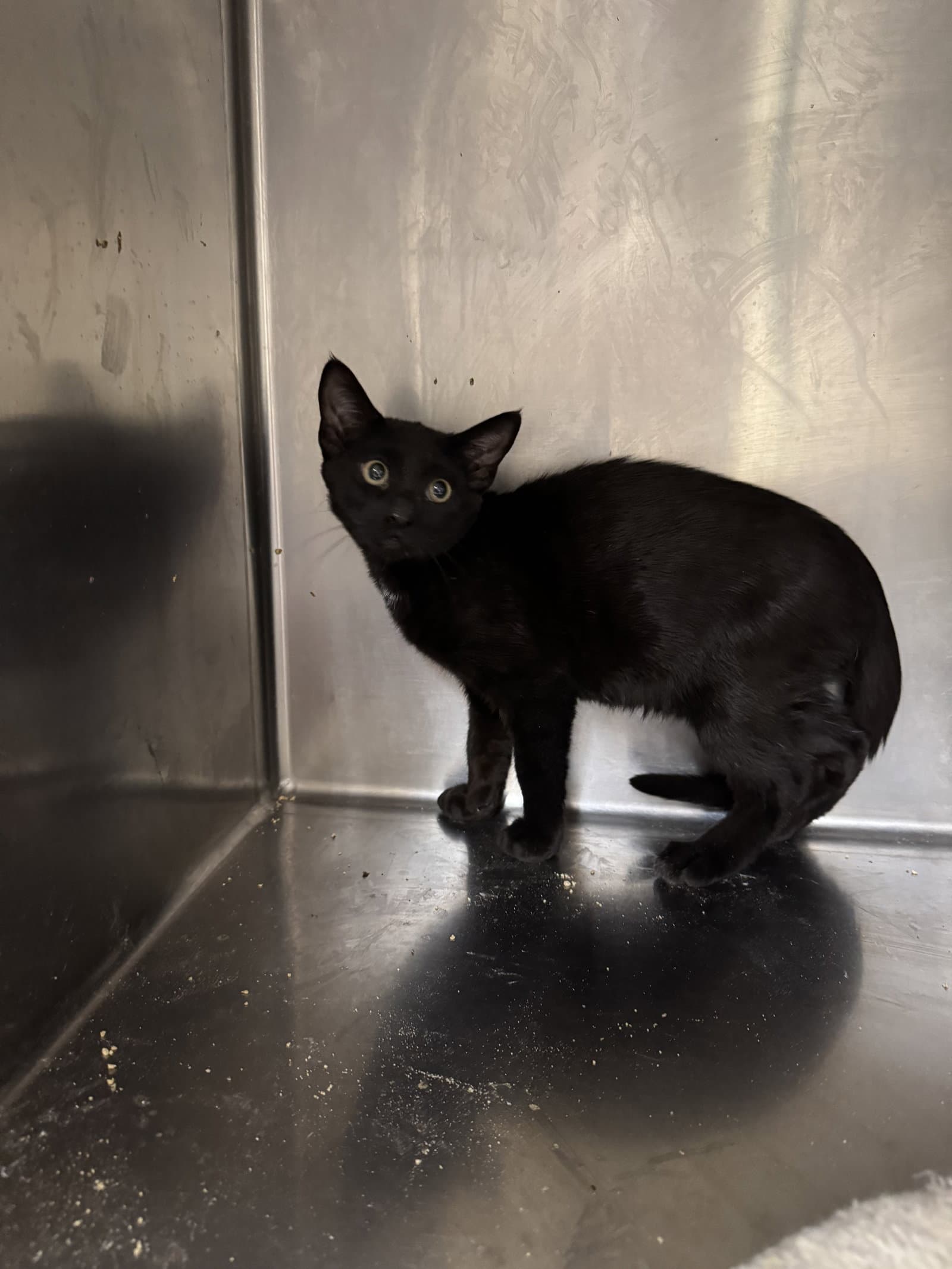 Manny - American Shorthair