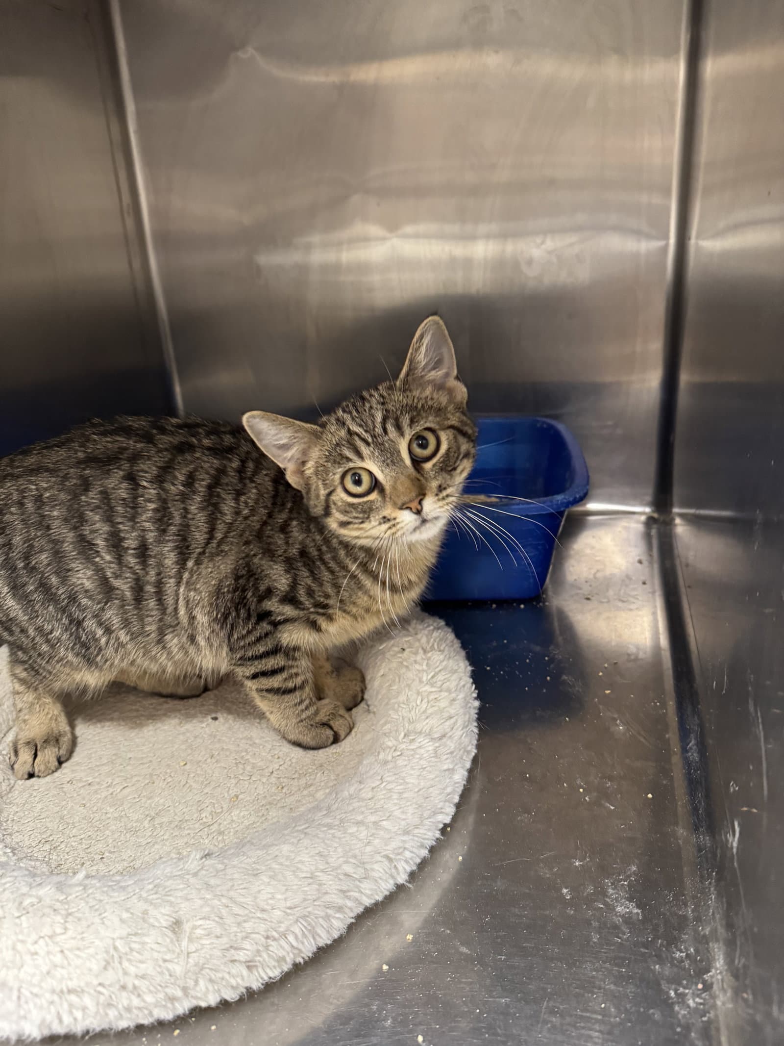 Marty - American Shorthair