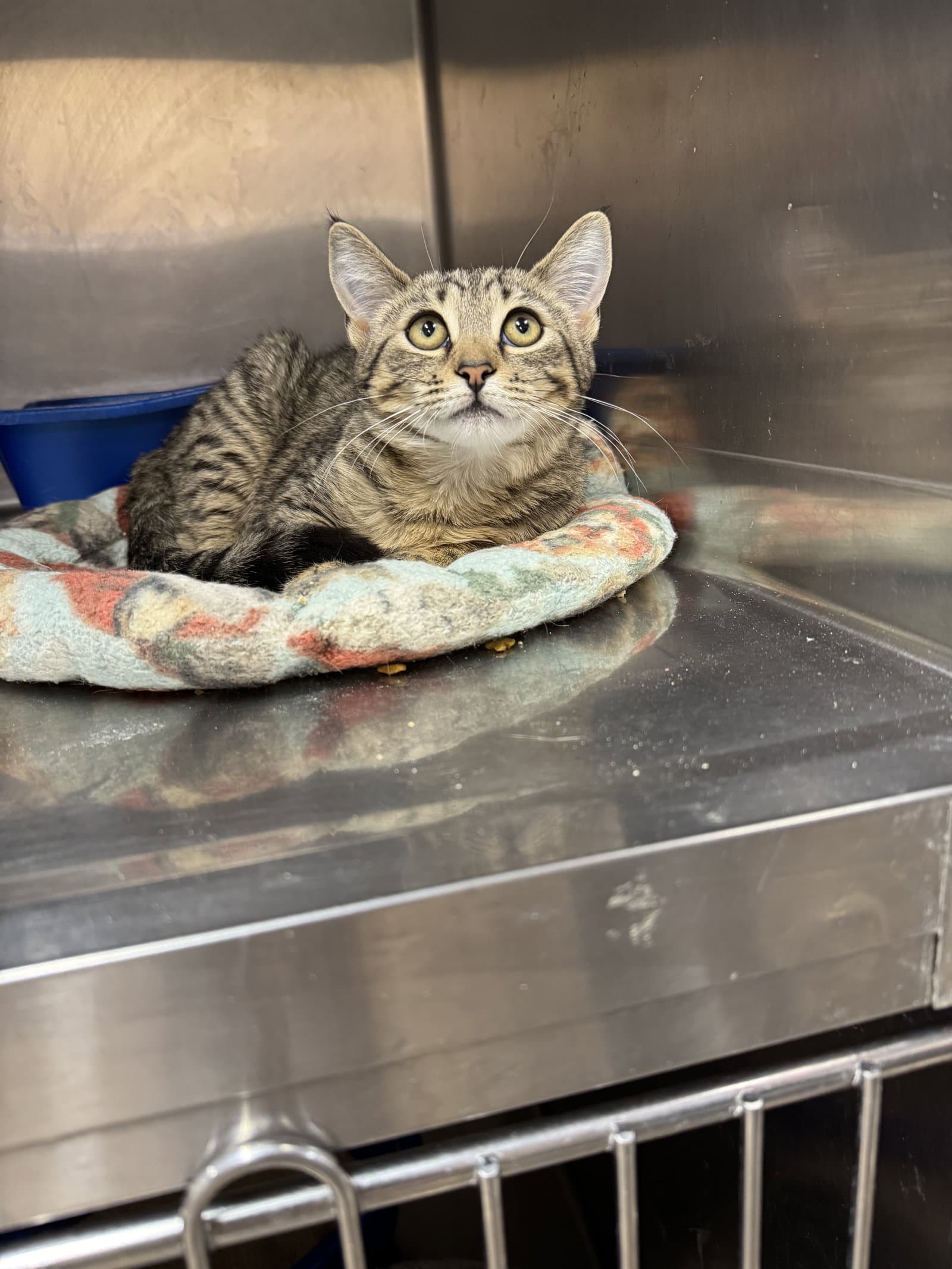 Melanie - American Shorthair