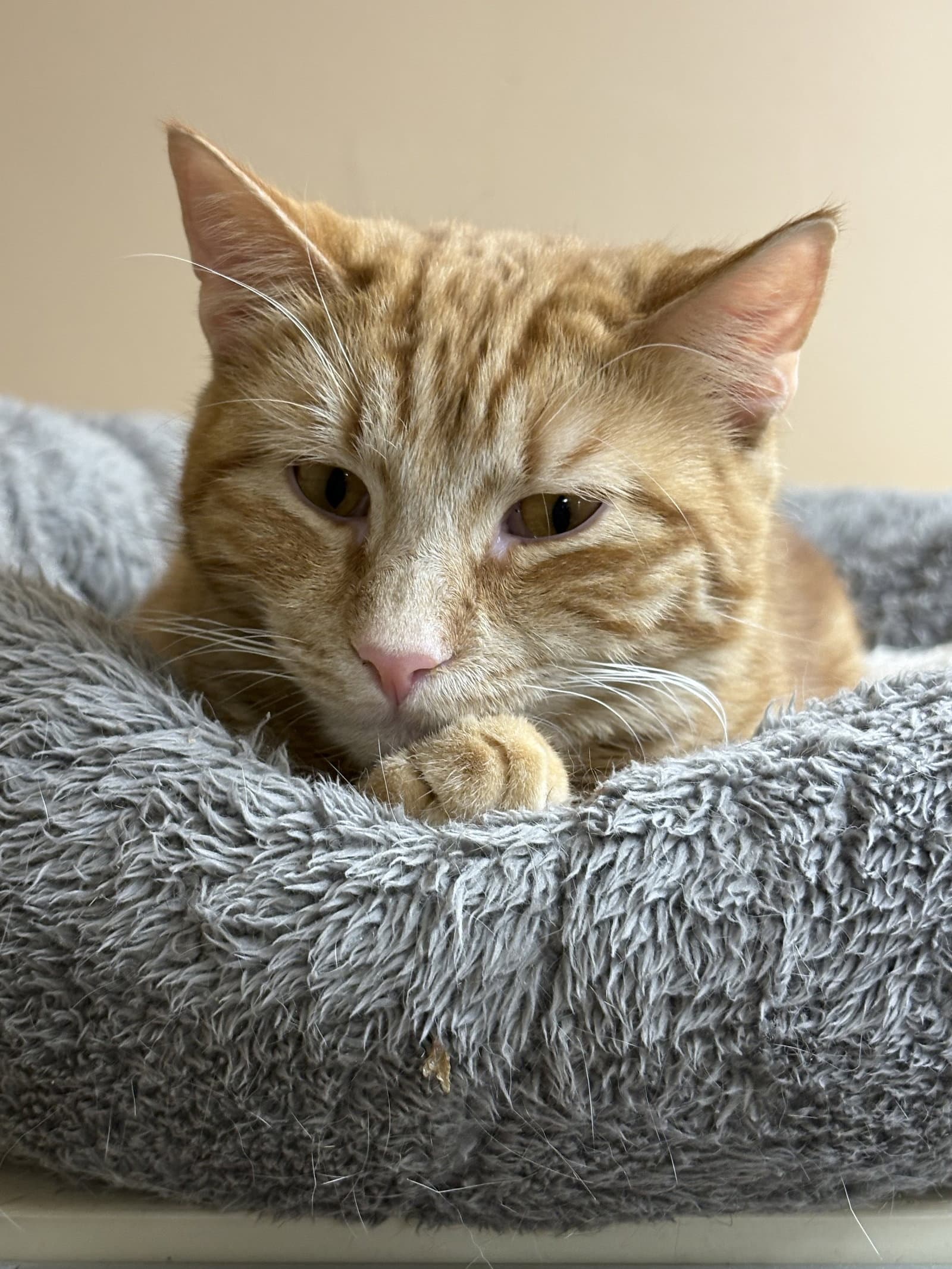 Nolan - American Shorthair