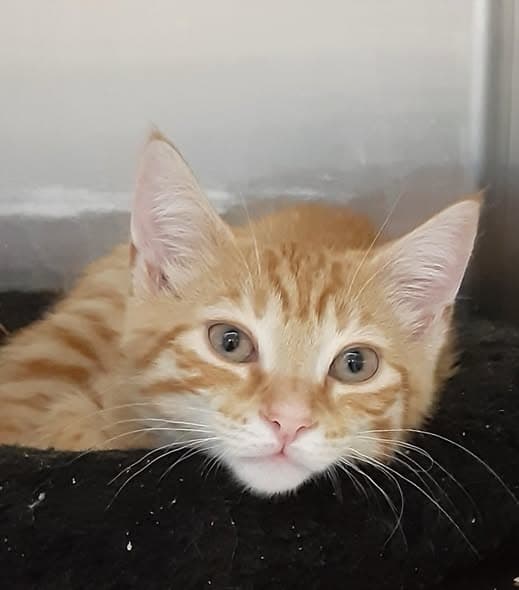 Collin - American Shorthair
