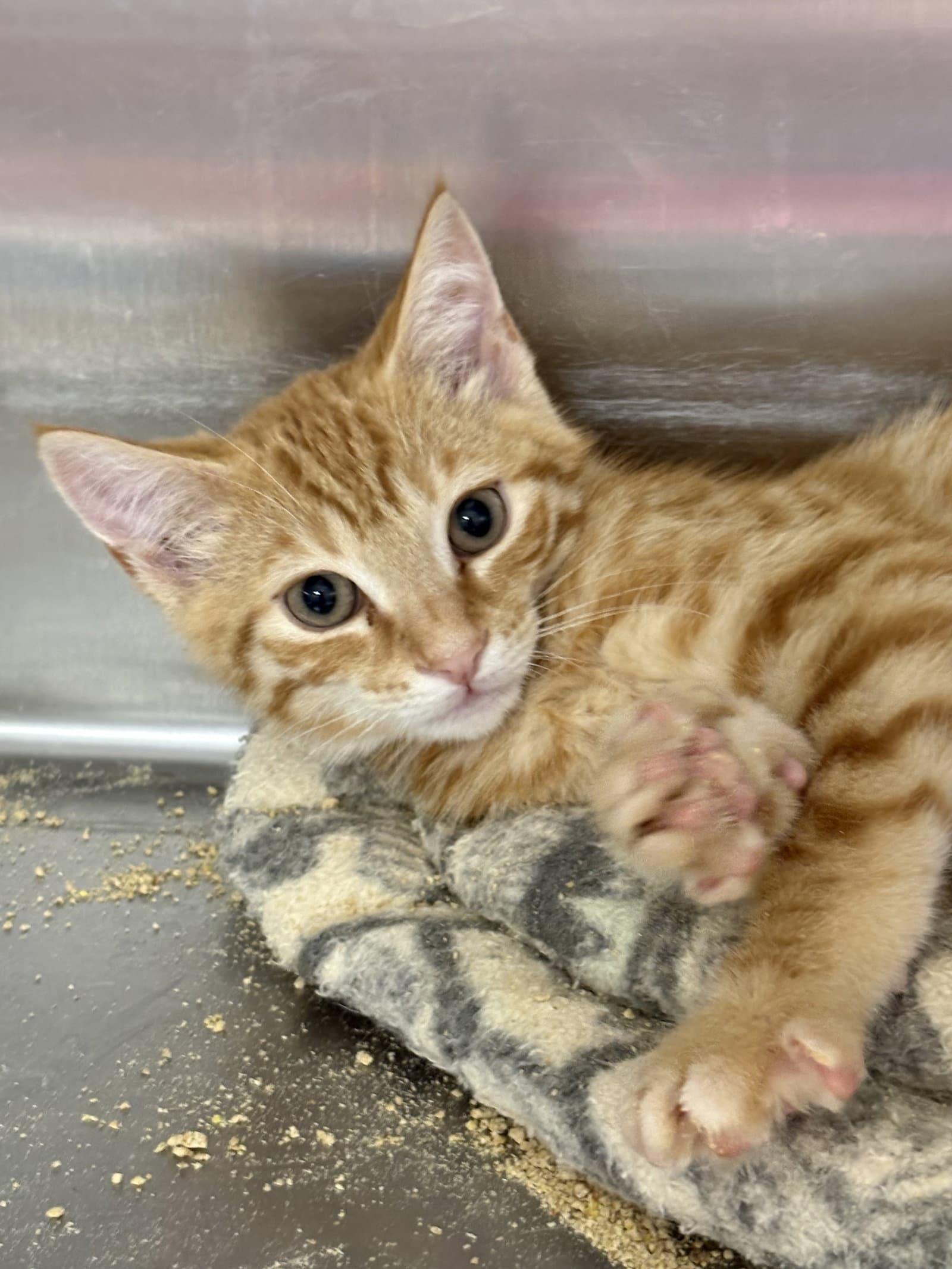 Conan - American Shorthair
