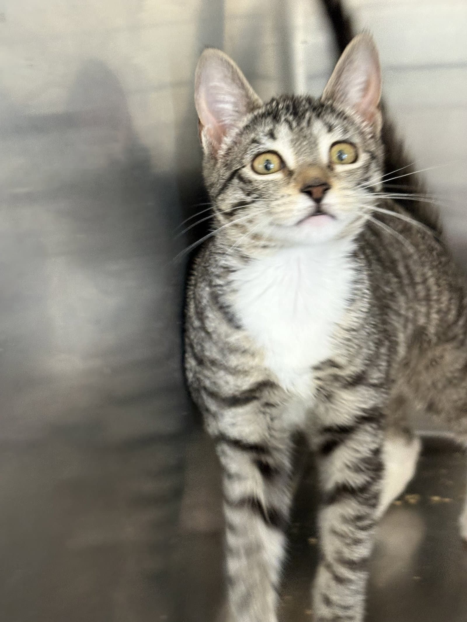 Jessica - American Shorthair