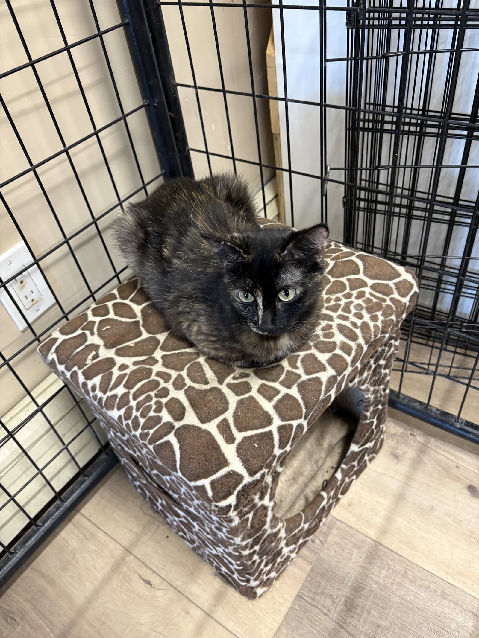 Brianna - Tortoiseshell
