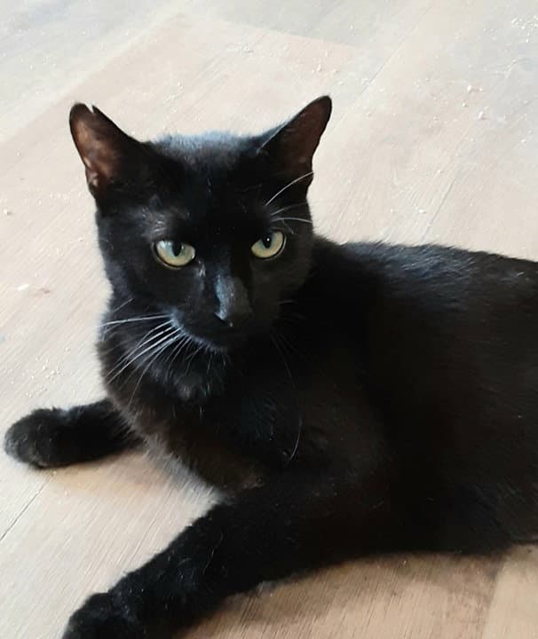 Maggie - Domestic Short Hair
