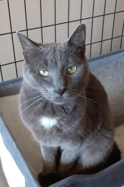 Fig - Domestic Short Hair