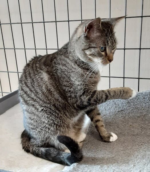 Bryson - Domestic Short Hair