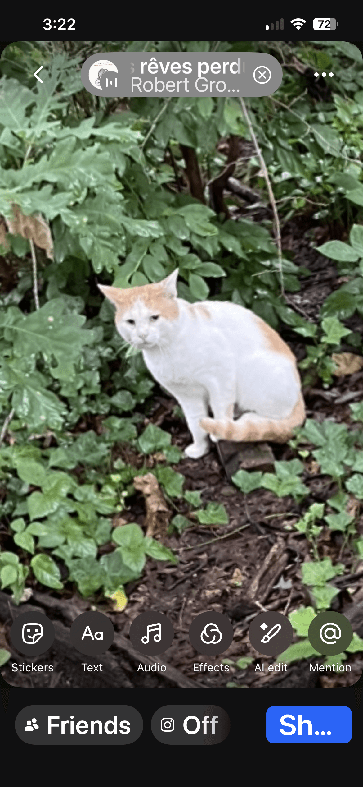 Pickett - American Shorthair