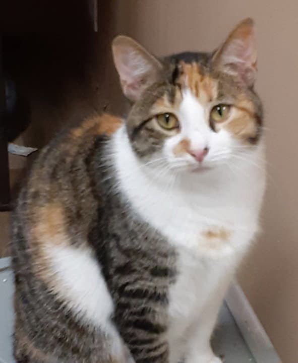 Willow - Domestic Short Hair